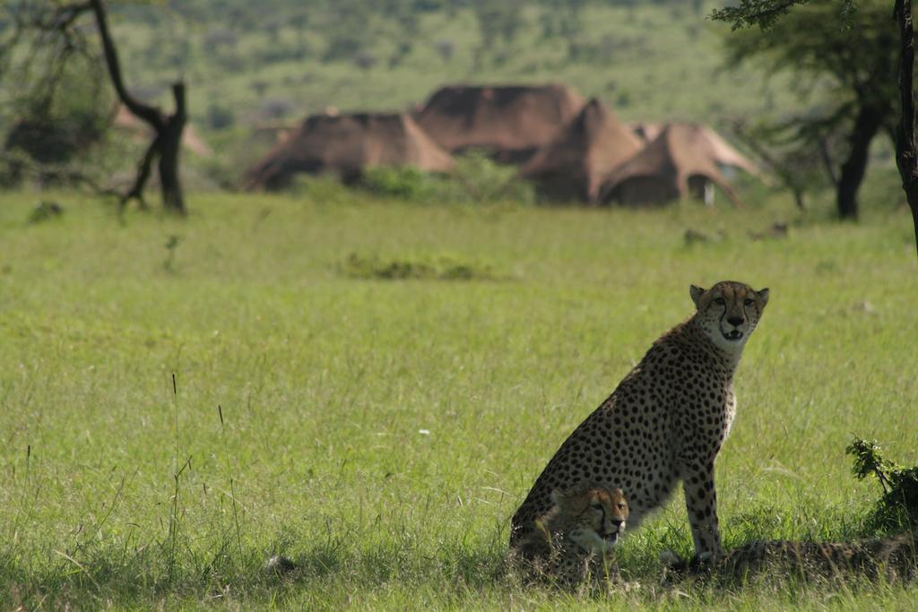 Amani Mara Camp Villa Maasai Mara Exterior photo